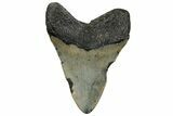 Fossil Megalodon Tooth - North Carolina #328269-1